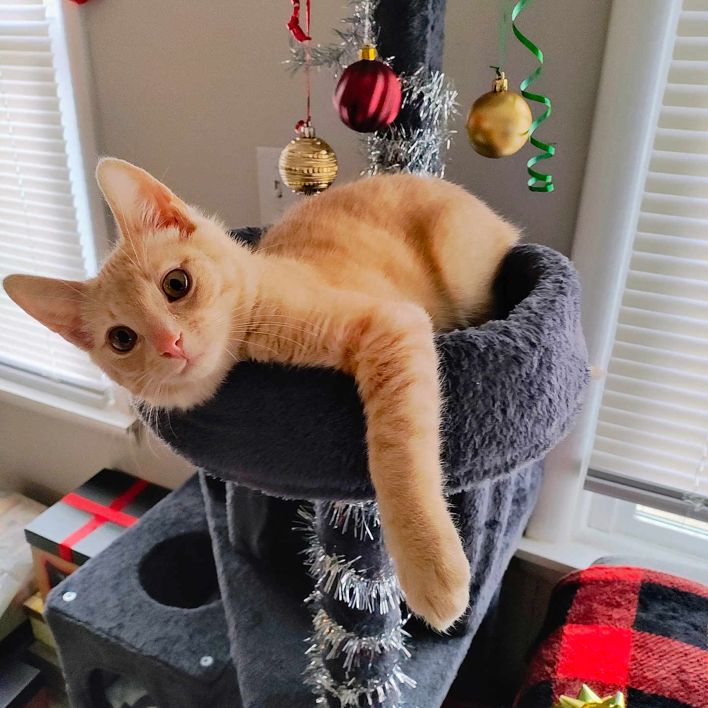 Pumpkin is registered to the contest to win money with this photo: animal, cat, cat_tree, christmas_decorations, cozy, curious, decor, feline, gift_box, gold_bow, holiday, indoor, orange_tabby, ornaments, pet, plaid_blanket, relaxed, soft_fabric, tinsel, window_blinds