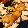 animal, blanket, comfort, cozy, cute, feline, fur, home, indoor, kitten, orange_cat, pet, plush_toy, relaxation, resting, sleep, sleeping, soft_texture, toy, warm