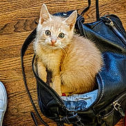 Pumpkin is registered to the contest to win money with this photo: kitten, cat, orange_cat, fur, pet, animal, leather_bag, black_bag, wooden_floor, curious, cute, small, domestic_cat, whiskers, ears, sitting, indoor, young_cat, feline, cozy