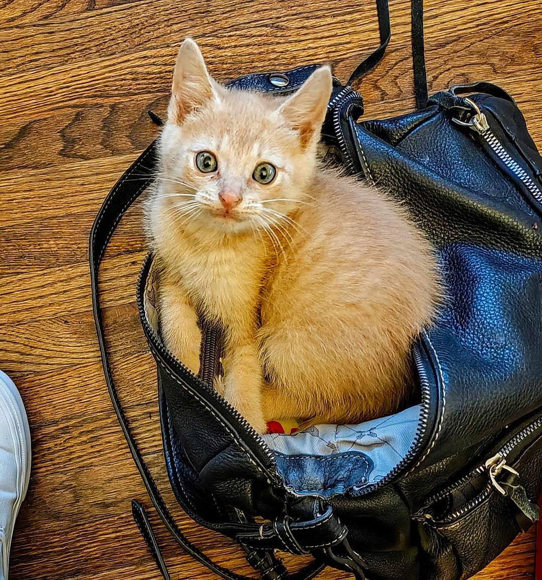 Pumpkin is registered to the contest to win money with this photo: kitten, cat, orange_cat, fur, pet, animal, leather_bag, black_bag, wooden_floor, curious, cute, small, domestic_cat, whiskers, ears, sitting, indoor, young_cat, feline, cozy