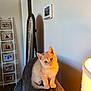 Pumpkin is registered to the contest to win money with this photo: kitten, cat, orange_cat, couch, indoor, lamp, mirror, photo_frames, furniture, pet, animal, home, cozy, curious, small, cute, domestic_cat, wall, wood_floor, sitting