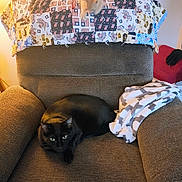 Pan is registered to the contest to win money with this photo: black_cat, orange_kitten, armchair, quilt, blanket, indoor, pet, furniture, cozy, playful, pounce, fabric, pattern, domestic, relaxation, home, animal, cushion, warm_light, resting