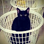 animal, basket, black_cat, blurred_background, cat, curious, cute, domestic, eyes, feline, floor, home, household, indoor, laundry_basket, looking, pet, sitting, soft_light, white
