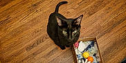 Pan joined the competition — help win amazing prizes! black_cat, cat, wooden_floor, cardboard_box, toys, daisy, pet, indoor, curious, green_eyes, animal, feline, playful, home, flooring, domestic_cat, looking_up, tail, ears, whiskers