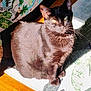cat, black_cat, sunlight, indoor, pet, animal, fur, whiskers, floor, rug, leaf_pattern, wood_floor, domestic, cute, sitting, relaxed, looking_up, shadow, cozy, home