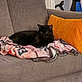 cat, black_cat, couch, blanket, pillow, indoor, pet, feline, resting, cozy, home, furniture, domestic_animal, relaxing, soft_texture, warm_colors, living_room, animal, cute, comfort