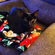 Pan is registered to the contest to win money with this photo: animal, black_cat, blanket, cat, comfort, couch, cozy, domestic, ears, eyes, feline, floral_pattern, fur, furniture, home, indoor, pet, relaxed, resting, whiskers
