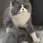 Grumpy joined the competition — help win amazing prizes! cat, fluffy, long_hair, gray, white, bicolor, pet, animal, portrait, sitting, indoors, tile_floor, whiskers, green_eyes, upright_ears, paws, fur, close_up, domestic_cat, serious_expression