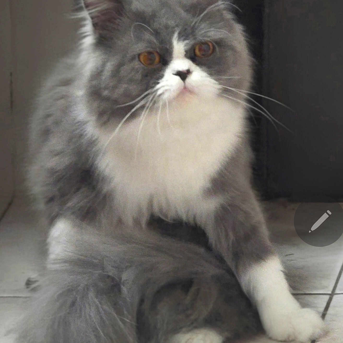 Grumpy joined the competition — help win amazing prizes! cat, fluffy, long_hair, gray, white, bicolor, pet, animal, portrait, sitting, indoors, tile_floor, whiskers, green_eyes, upright_ears, paws, fur, close_up, domestic_cat, serious_expression