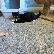 Simon is registered to the contest to win money with this photo: animal, black_and_white, carpet, cat, cat_tree, feather_toy, feline, green_eyes, home, indoor, litter_box, lying_down, pet, pointed_ears, portrait, relaxed, tail, toy, tuxedo_cat, whiskers