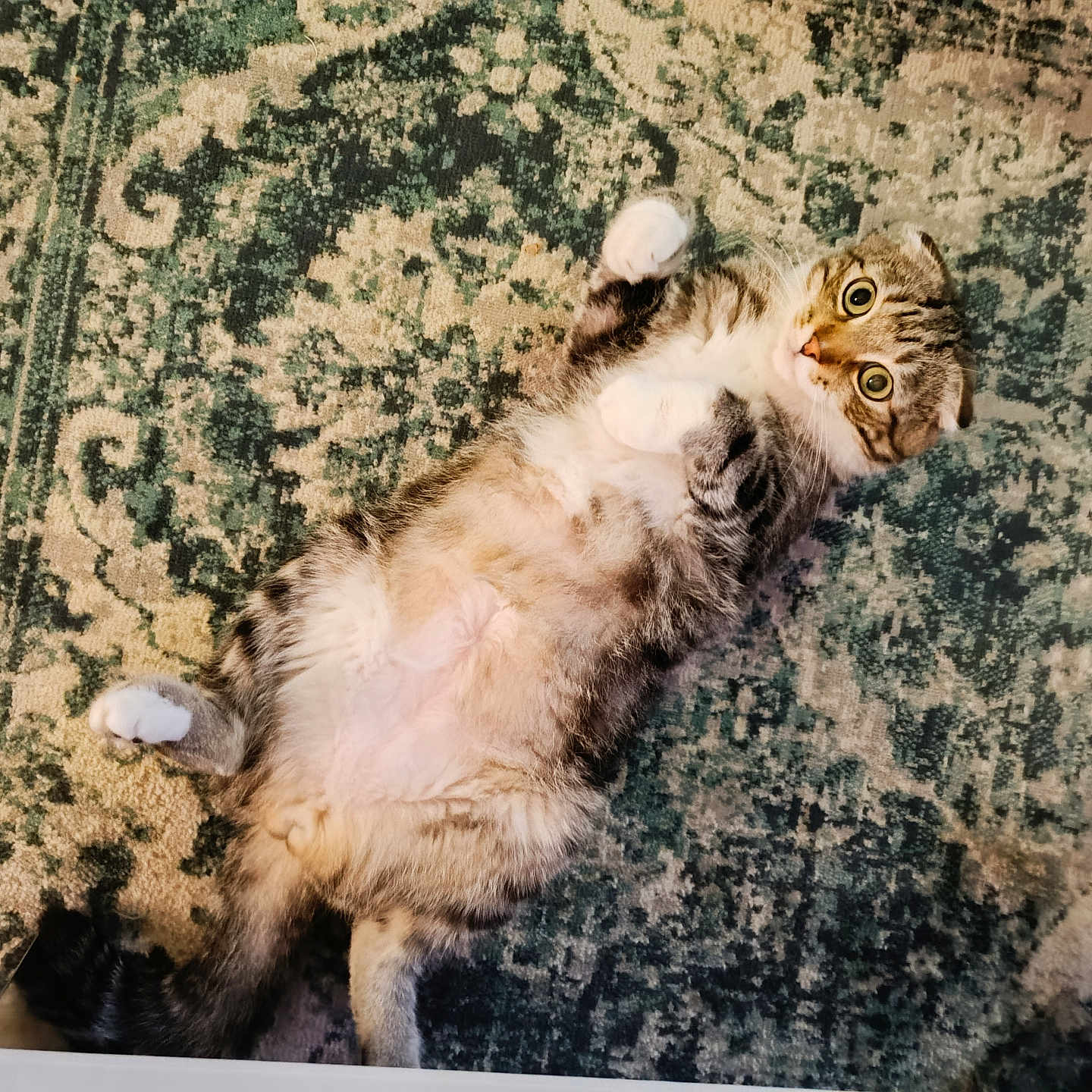 Wilot a rejoint le concours — aidez-le/la à gagner de superbes lots ! abyssinian, angora, animal, art, canine, cat, couch, dog, furniture, homedecor, kitten, lion, manx, ocelot, painting, person, pet, siamese, sleeping, wood