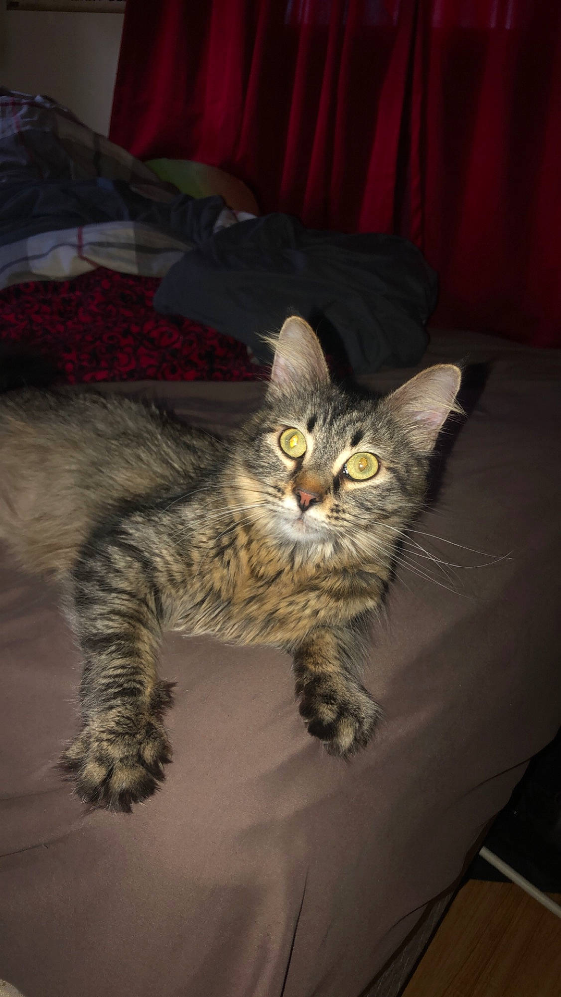 Meisha joined the competition — help win amazing prizes! carnivore, cat, claw, comfort, curtain, darkness, domestic_short_haired_cat, felidae, fur, grey, paw, sitting, small_to_medium_sized_cats, snout, tail, terrestrial_animal, whiskers