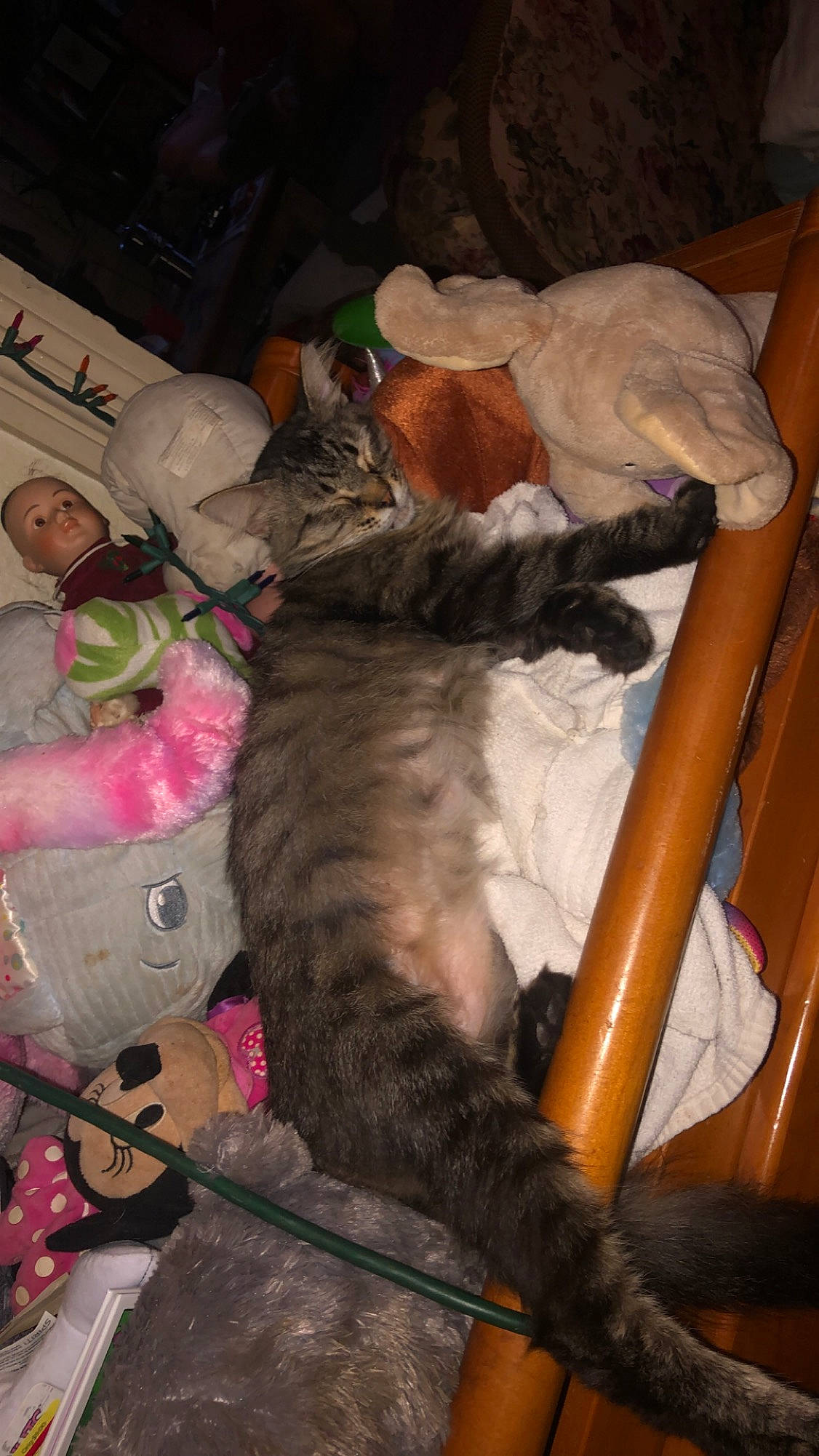 Meisha is registered to the contest to win money with this photo: canidae, carnivore, cat, comfort, companion_dog, domestic_short_haired_cat, fawn, felidae, fur, human_leg, lap, linens, nap, room, small_to_medium_sized_cats, sporting_group, tail, textile, thigh, whiskers