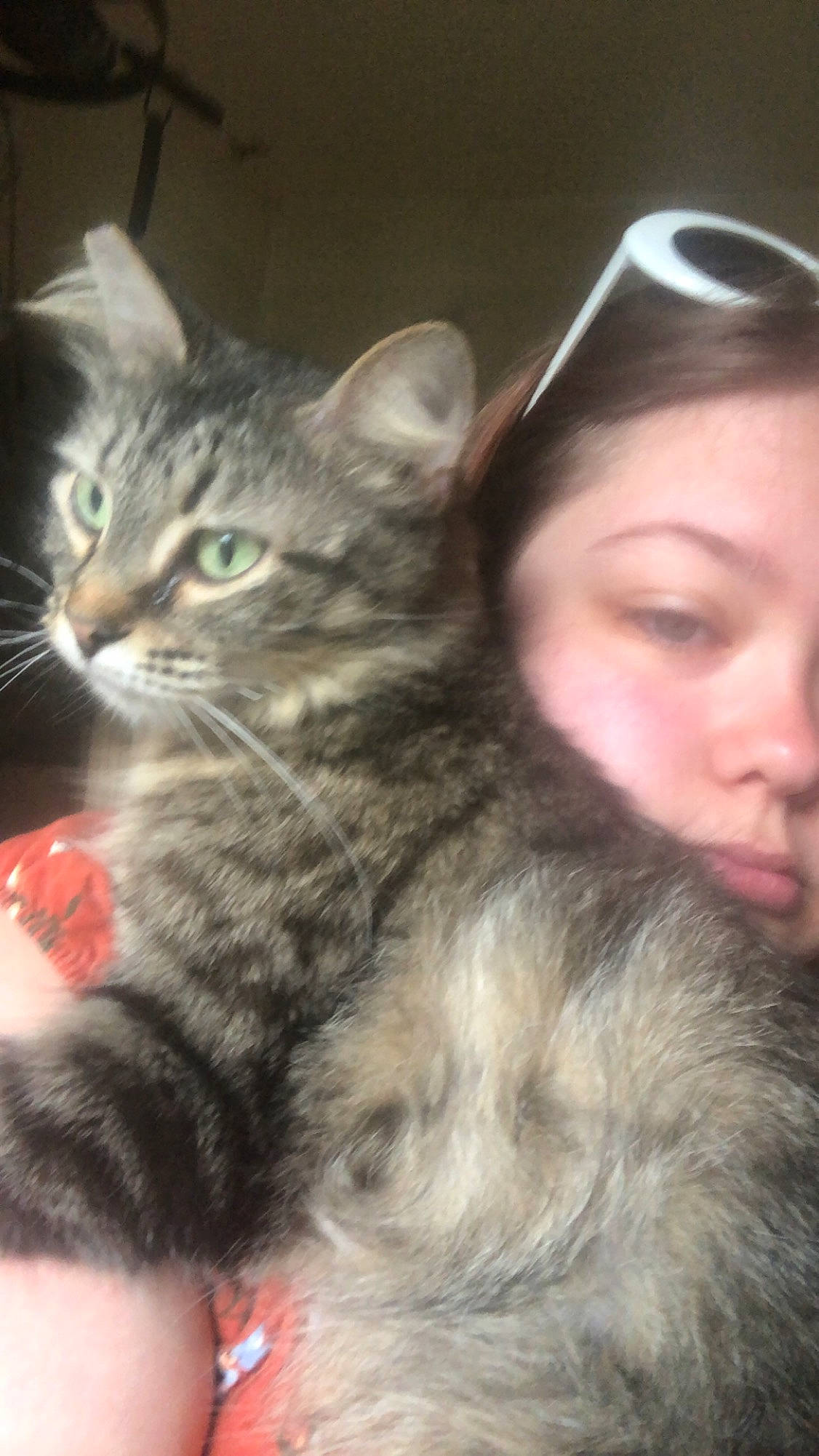 Meisha is registered to the contest to win money with this photo: cap, carnivore, cat, claw, domestic_short_haired_cat, eyewear, fashion_accessory, felidae, fur, gesture, goggles, iris, paw, sitting, small_to_medium_sized_cats, snout, sunglasses, tail, vertebrate, whiskers