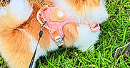 Chanel joined the competition — help win amazing prizes! canine, dog, fluffy, fur, garden, grass, leash, orange_and_white, outdoor, panting, park, pet, pink_harness, portrait, puppy, sitting, small_dog, sunlight, tail, tongue