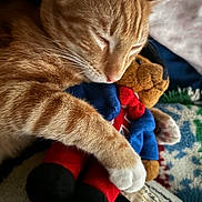 Tonio is registered to the contest to win money with this photo: cat, sleeping, ginger_cat, plush_toy, teddy_bear, hugging, close_up, cozy, soft_fur, blanket, indoor, resting, cute, pet, animal, comfort, relaxation, stuffed_animal, nap, warm_lighting