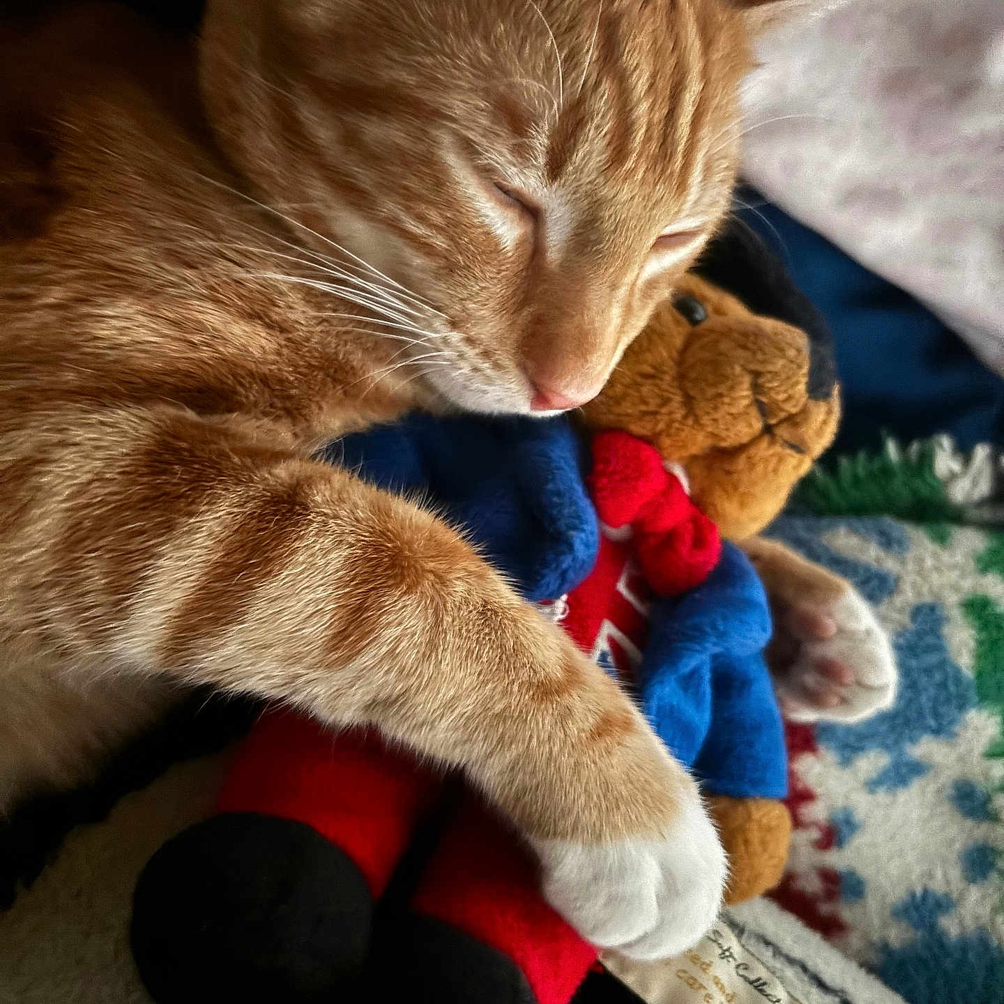 Tonio is registered to the contest to win money with this photo: animal, blanket, cat, close_up, comfort, cozy, cute, ginger_cat, hugging, indoor, nap, pet, plush_toy, relaxation, resting, sleeping, soft_fur, stuffed_animal, teddy_bear, warm_lighting