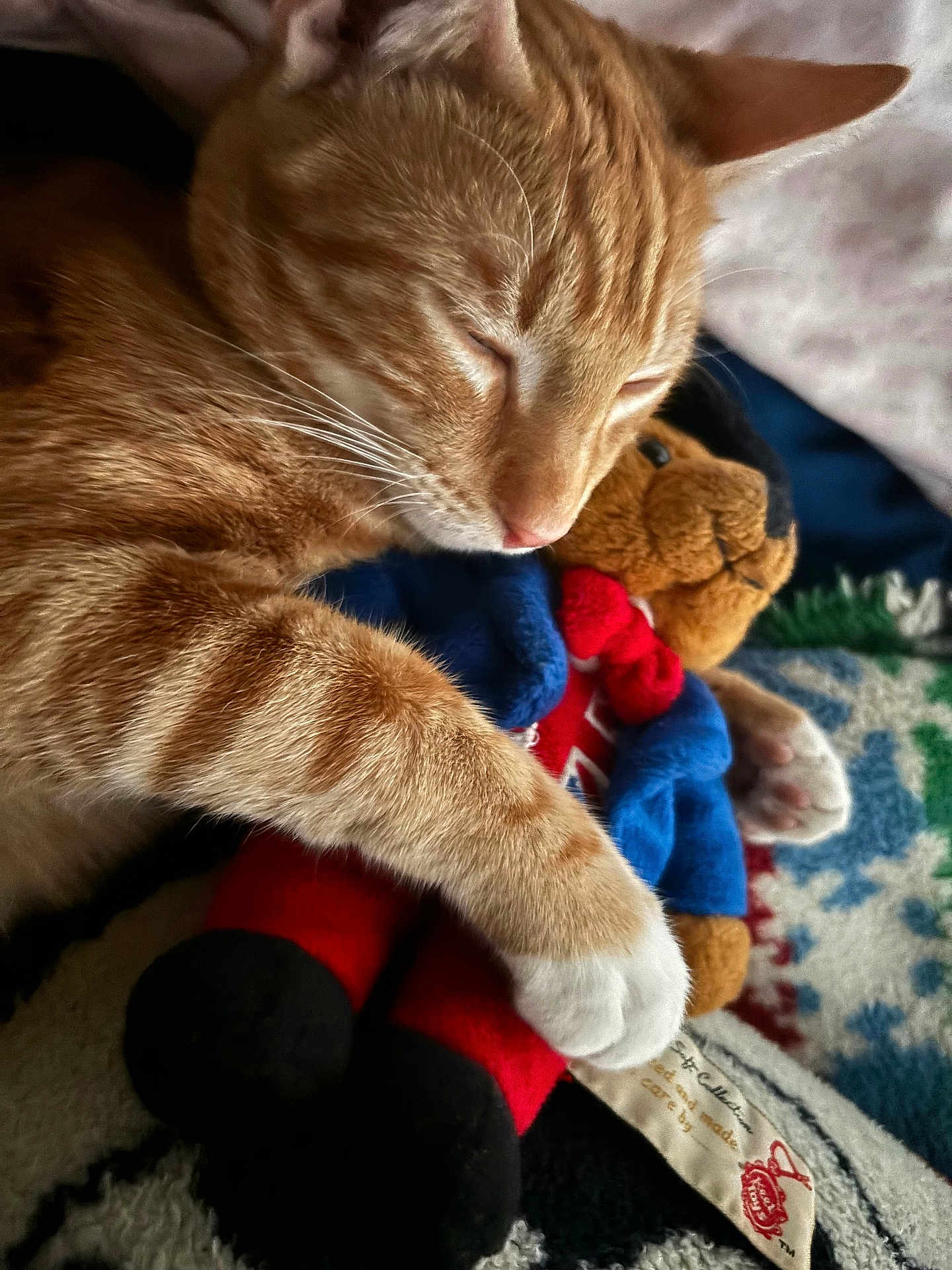 Tonio is registered to the contest to win money with this photo: cat, sleeping, ginger_cat, plush_toy, teddy_bear, hugging, close_up, cozy, soft_fur, blanket, indoor, resting, cute, pet, animal, comfort, relaxation, stuffed_animal, nap, warm_lighting