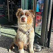Awaï a rejoint le concours — aidez-le/la à gagner de superbes lots ! puppy, dog, sitting, harness, outdoor, sunlight, concrete, glass_door, store, shelving, indoor, blurred_background, brown_fur, white_fur, curious, pet, young_dog, leash, reflection, daylight