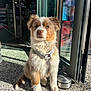 puppy, dog, sitting, harness, outdoor, sunlight, concrete, glass_door, store, shelving, indoor, blurred_background, brown_fur, white_fur, curious, pet, young_dog, leash, reflection, daylight