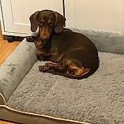 Maggie Lea Pierce is registered to the contest to win money with this photo: animal, bed, brown_dog, cabinet, canine, cozy, cute, dachshund, dog, domestic_animal, floor, furniture, home, indoor, lying_down, pet, relaxed, resting, small_dog, wooden_floor