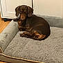 animal, bed, brown_dog, cabinet, canine, cozy, cute, dachshund, dog, domestic_animal, floor, furniture, home, indoor, lying_down, pet, relaxed, resting, small_dog, wooden_floor