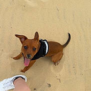 Stella participe au concours pour gagner de l'argent avec cette photo : dog, puppy, sand, beach, black_harness, tongue_out, looking_up, brown_dog, pet, animal, canine, footwear, white_sneaker, human_leg, outdoor, playful, cute, summer, sunny, happy
