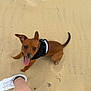 dog, puppy, sand, beach, black_harness, tongue_out, looking_up, brown_dog, pet, animal, canine, footwear, white_sneaker, human_leg, outdoor, playful, cute, summer, sunny, happy