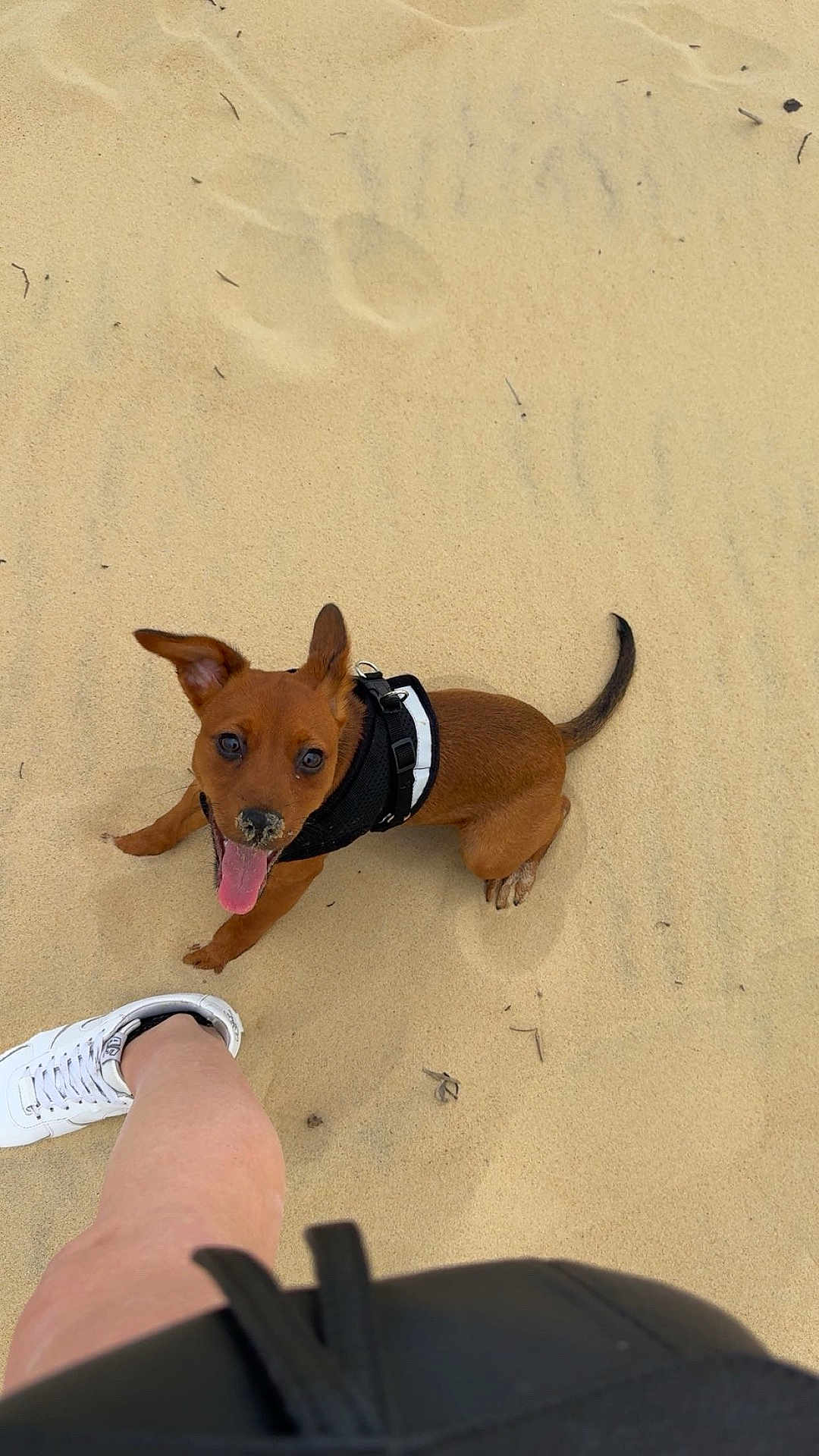 Stella participe au concours pour gagner de l'argent avec cette photo : dog, puppy, sand, beach, black_harness, tongue_out, looking_up, brown_dog, pet, animal, canine, footwear, white_sneaker, human_leg, outdoor, playful, cute, summer, sunny, happy