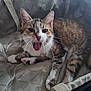 cat, tabby, animal, pet, indoor, feline, tongue, yawning, paws, fur, whiskers, closeup, resting, cozy, fabric, pattern, cute, young, playful, domestic