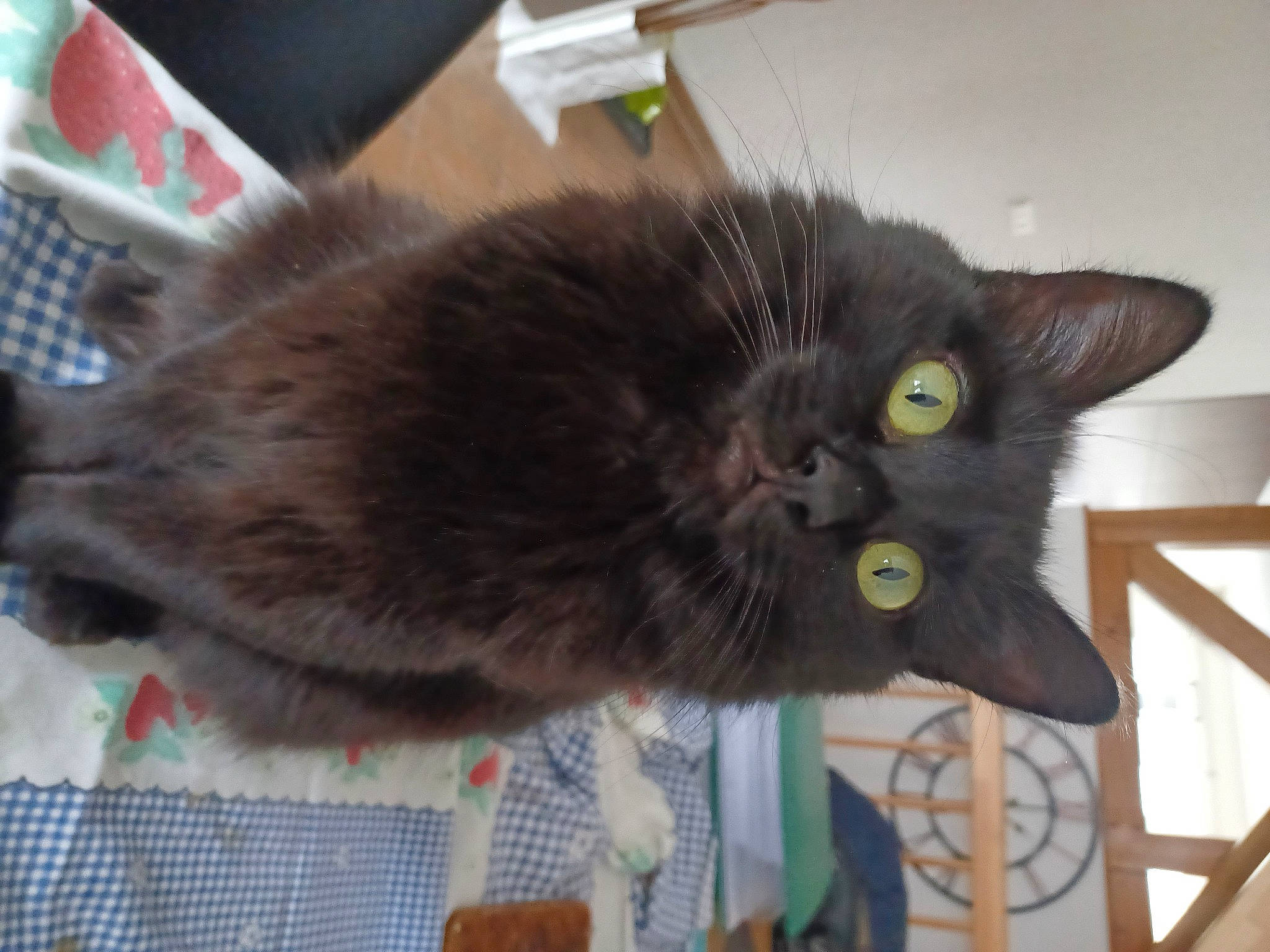 Isís participe au concours pour gagner de l'argent avec cette photo : black_cat, box, carnivore, cat, claw, domestic_short_haired_cat, felidae, fur, plant, small_to_medium_sized_cats, tail, whiskers