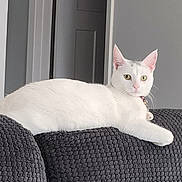 Cc Stafne joined the competition — help win amazing prizes! cat, white_cat, indoor, furniture, couch, pet, animal, resting, looking, texture, cozy, home, yellow_eyes, curious, relaxed, fur, ears, whiskers, domestic_cat, alert