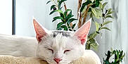 Cc Stafne is registered to the contest to win money with this photo: cat, sleeping, white_cat, cat_tree, plush, indoor, plant, greenery, relaxation, pet, feline, cozy, soft_texture, close_up, peaceful, resting, ears, pink_nose, fur, home_decor