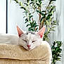 cat, sleeping, white_cat, cat_tree, plush, indoor, plant, greenery, relaxation, pet, feline, cozy, soft_texture, close_up, peaceful, resting, ears, pink_nose, fur, home_decor