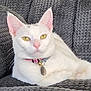 cat, white_cat, yellow_eyes, collar, bell, tag, pet, indoor, couch, gray_couch, relaxed, feline, animal, close_up, portrait, whiskers, ears, pink_nose, fur, resting