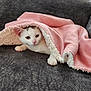 kitten, cat, blanket, pink, gray, couch, pet, animal, cozy, fur, cute, indoor, resting, paw, face, ears, soft, comfort, young, curious