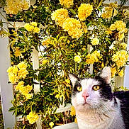 Panda is registered to the contest to win money with this photo: cat, yellow_eyes, black_and_white_cat, flowers, yellow_flowers, trellis, green_leaves, outdoor, garden, plant, nature, curious_cat, close_up, pet, animal, flora, spring, sunlight, feline, colorful