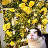 cat, yellow_eyes, black_and_white_cat, flowers, yellow_flowers, trellis, green_leaves, outdoor, garden, plant, nature, curious_cat, close_up, pet, animal, flora, spring, sunlight, feline, colorful