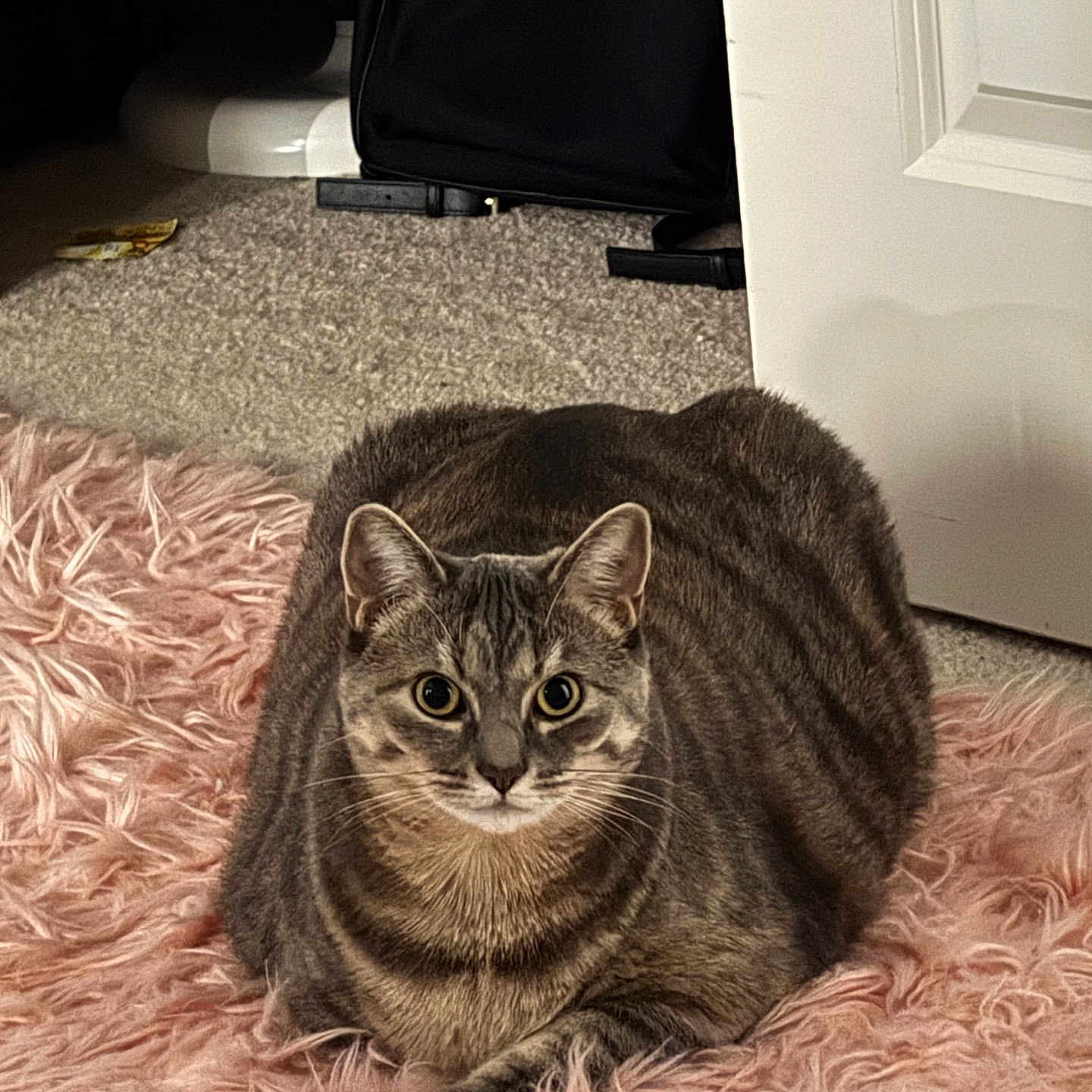 Gravy Louise joined the competition — help win amazing prizes! abyssinian, accessories, animal, bag, blanket, cat, computer, couch, electronics, furniture, handbag, hardwood, homedecor, indoors, kitten, laptop, manx, pc, pet, wood