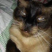 Cujo joined the competition — help win amazing prizes! cat, siamese_cat, pet, animal, close_up, indoor, quilt, fabric, pattern, feline, whiskers, eyes, face, resting, cozy, fur, domestic_animal, sleepy, cute, portrait