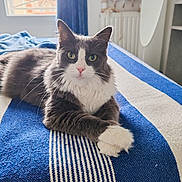 Mia a rejoint le concours — aidez-le/la à gagner de superbes lots ! abyssinian, angora, animal, bed, bedroom, bedsheet, blanket, cat, cushion, furniture, homedecor, indoors, interiordesign, kitten, manx, pet, quilt, room, towel