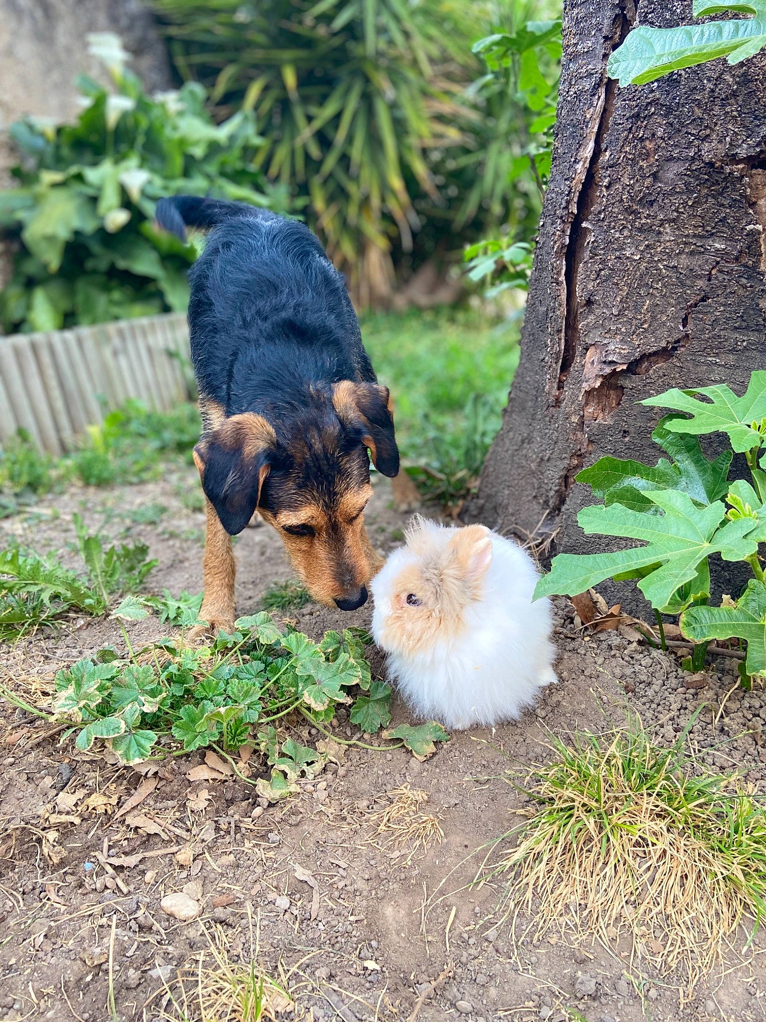 Tobby participe au concours pour gagner de l'argent avec cette photo : australian_terrier, black_and_tan_terrier, canidae, carnivore, companion_dog, dog, dog_breed, mammal, norfolk_terrier, norwich_terrier, plant, puppy, terrier, welsh_terrier