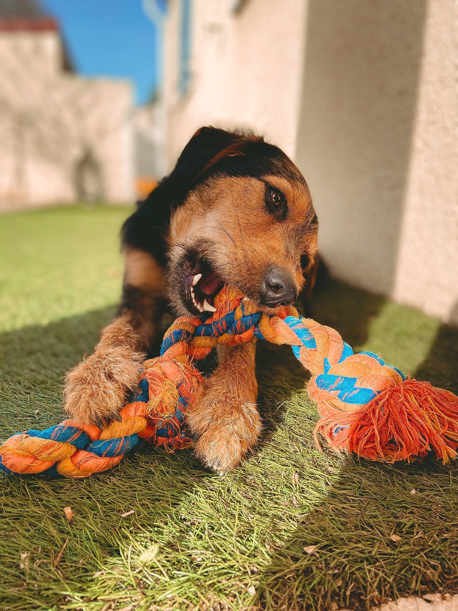 Tobby participe au concours pour gagner de l'argent avec cette photo : canidae, carnivore, companion_dog, dog, dog_breed, dog_toy, fawn, puppy, snout, sporting_group