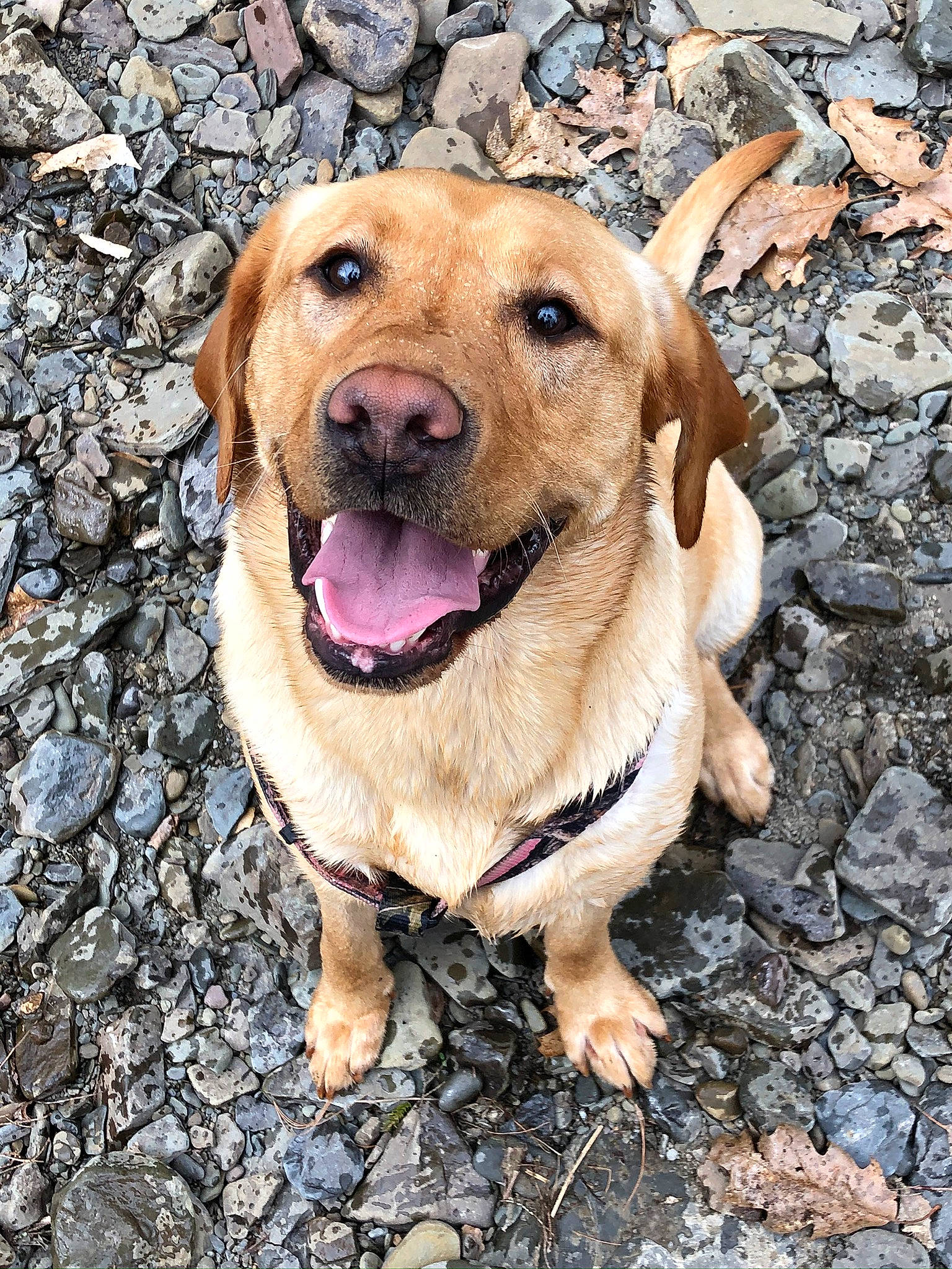 Buffy joined the competition — help win amazing prizes! beagador, broholmer, canidae, carnivore, companion_dog, dog, dog_breed, fawn, golden_retriever, labrador_retriever, mammal, mountain_cur, retriever, sporting_group, vertebrate