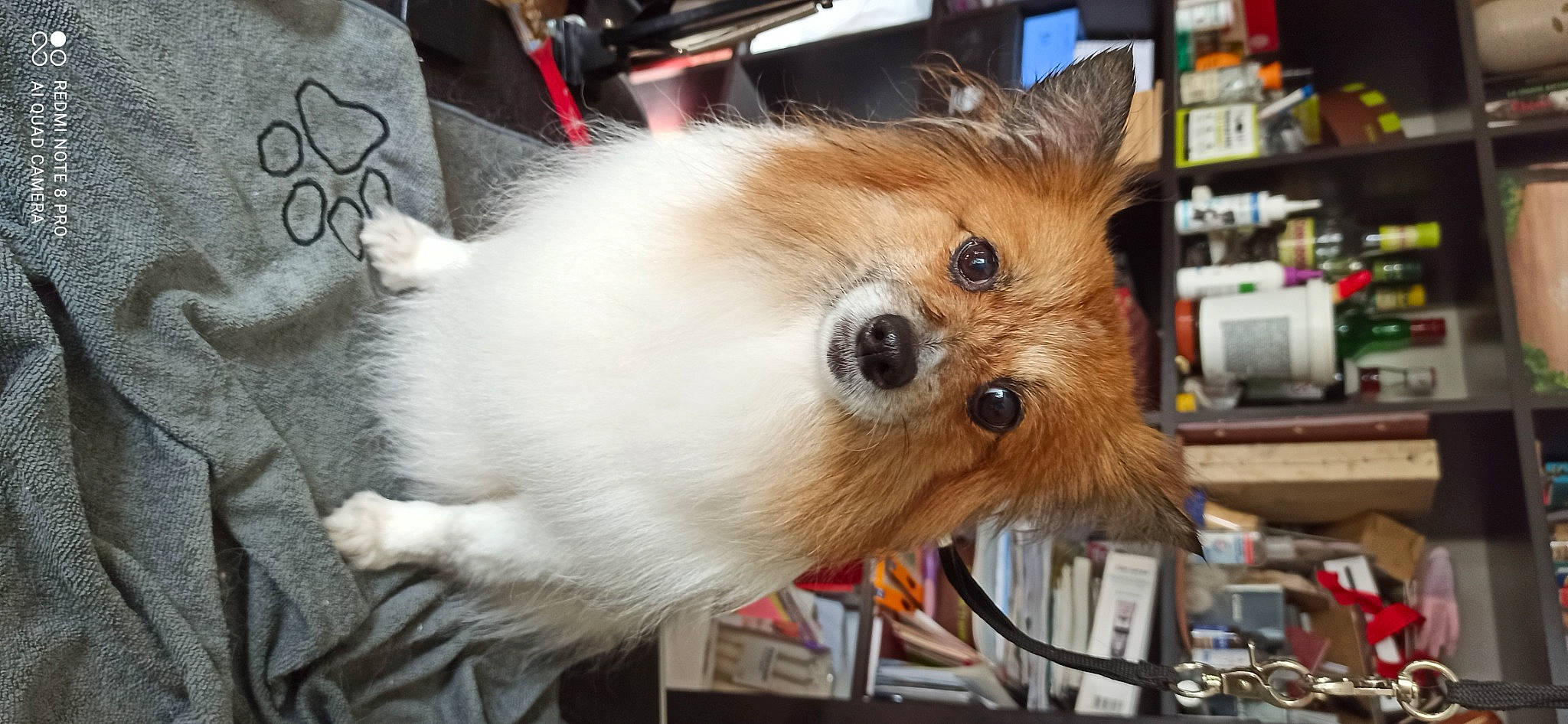 Huguette a rejoint le concours — aidez-le/la à gagner de superbes lots ! canidae, carnivore, companion_dog, dog, dog_breed, dog_supply, fawn, fur, german_spitz, german_spitz_klein, pet_supply, pomeranian, shelf, snout, spitz, sporting_group, toy_dog, volpino_italiano, whiskers, working_animal