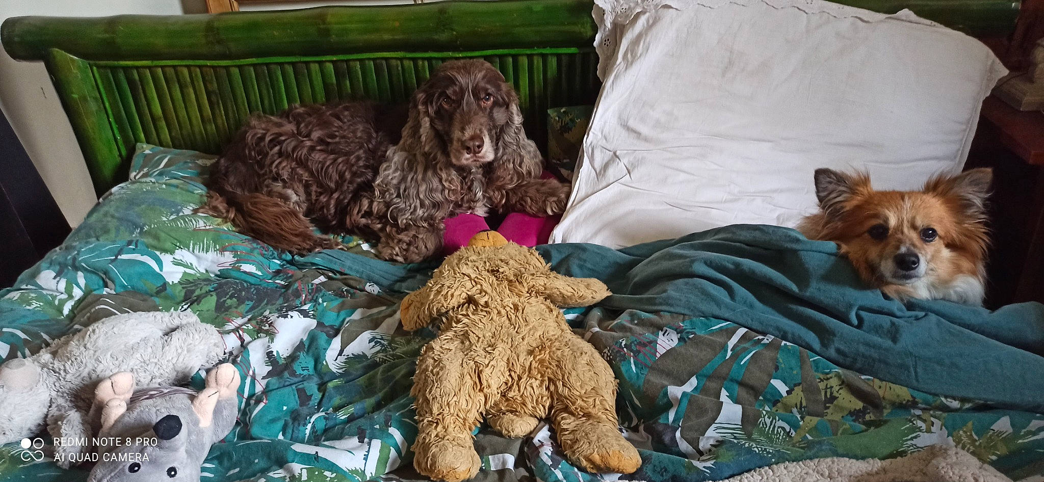 Monsieur participe au concours pour gagner de l'argent avec cette photo : canidae, carnivore, comfort, companion_dog, dog, dog_breed, dog_supply, duvet, fawn, felidae, fur, linens, liver, nap, spaniel, sporting_group, stuffed_toy, terrestrial_animal, toy, water_dog