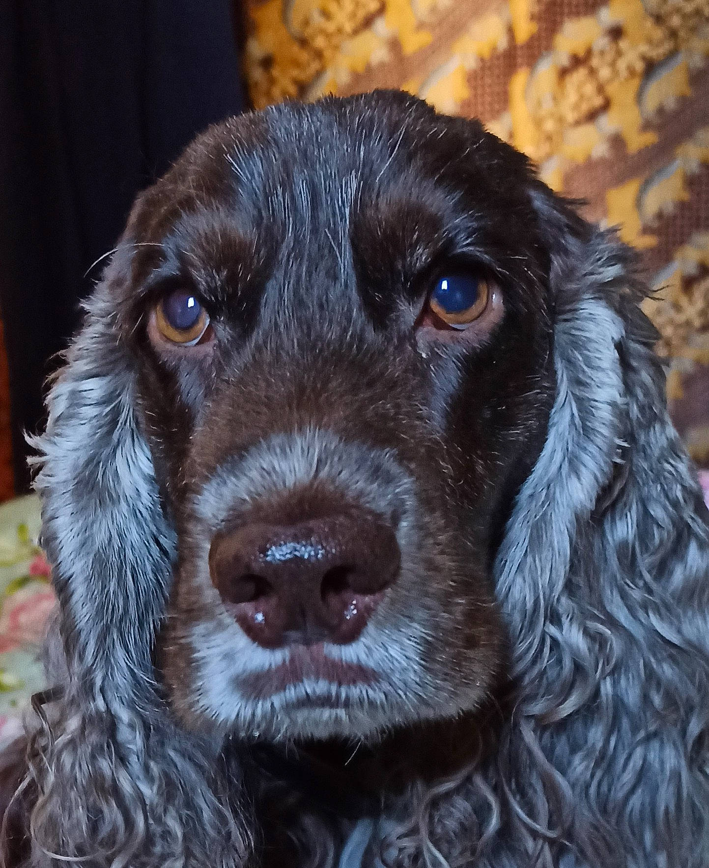 Monsieur a rejoint le concours — aidez-le/la à gagner de superbes lots ! borador, canidae, carnivore, companion_dog, curtain, dog, dog_breed, fur, gun_dog, hunting_dog, liver, retriever, spaniel, sporting_group, terrestrial_animal, whiskers, working_animal