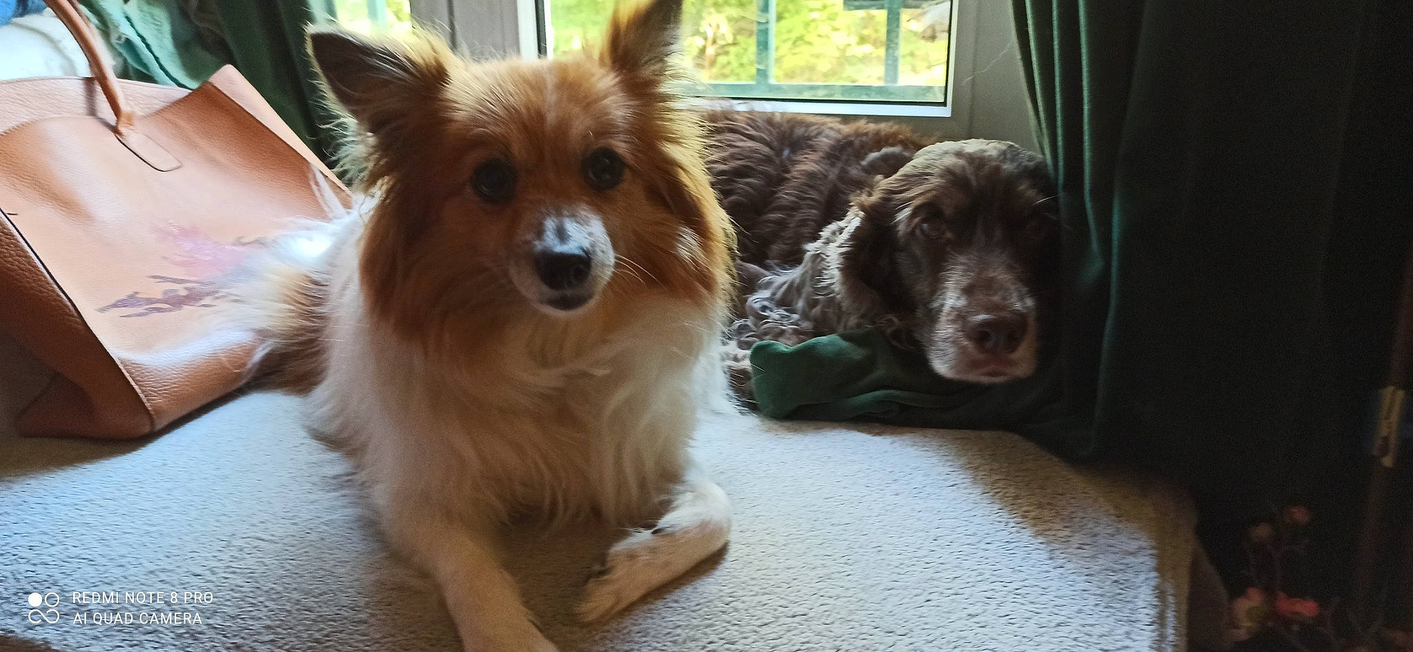 Huguette a rejoint le concours — aidez-le/la à gagner de superbes lots ! carnivore, companion_dog, curtain, dog, dog_breed, dog_supply, door, fawn, fur, german_spitz, liver, plant, pomeranian, snout, spitz, sporting_group, terrestrial_animal, toy_dog, whiskers, window