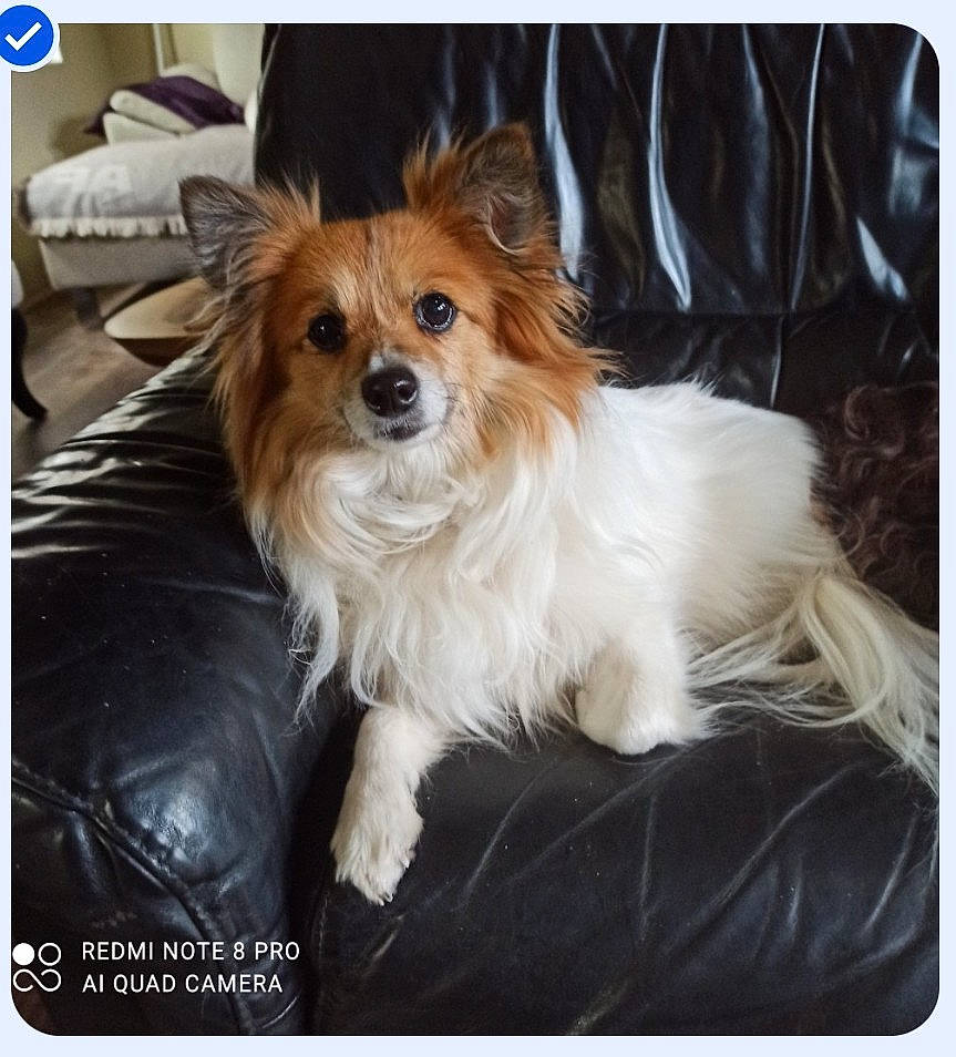 Huguette participe au concours pour gagner de l'argent avec cette photo : canidae, carnivore, companion_dog, dog, dog_breed, dog_supply, fawn, fur, liver, pomeranian, rectangle, sporting_group, toy_dog, whiskers