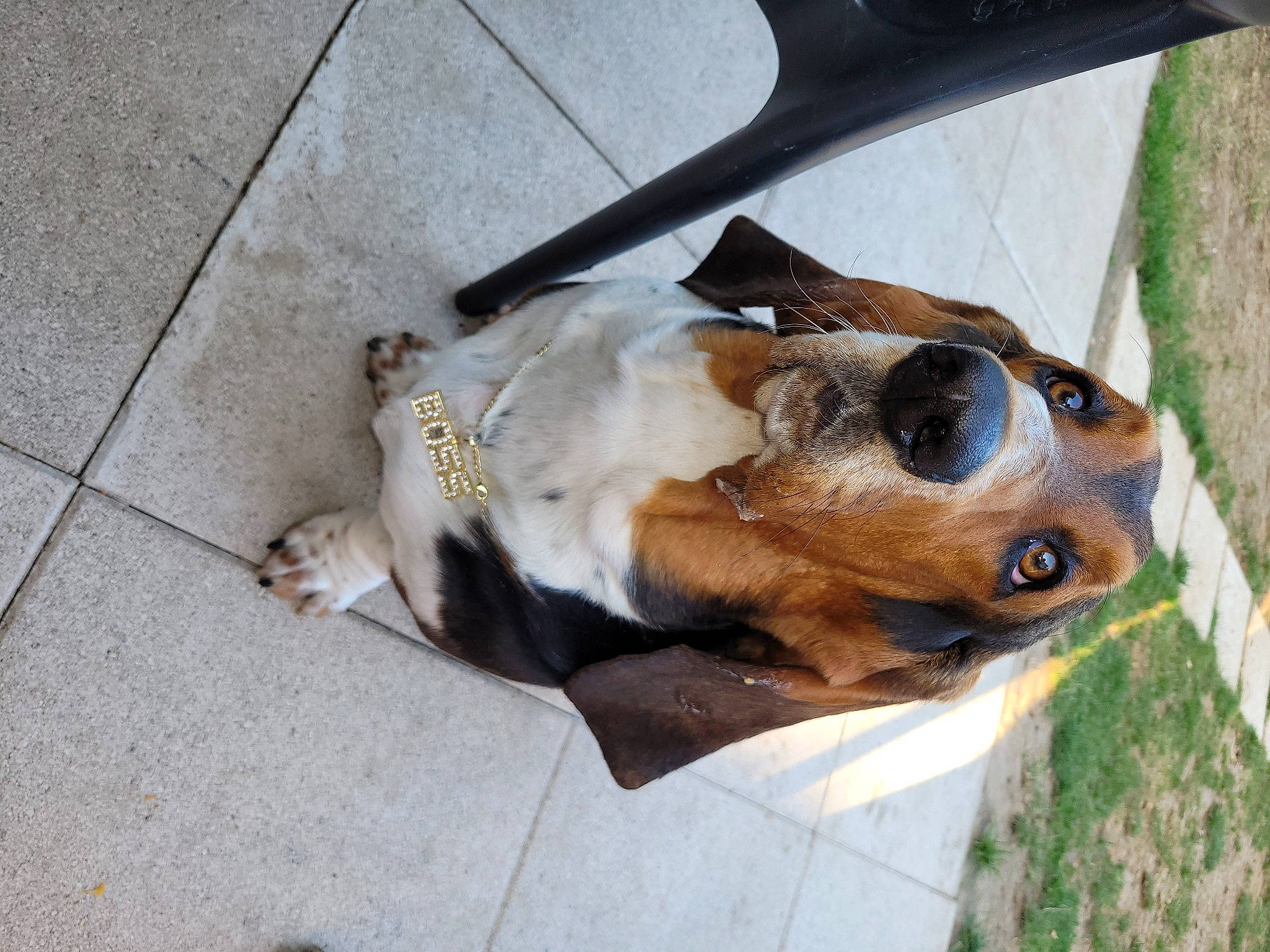 Plouf participe au concours pour gagner de l'argent avec cette photo : carnivore, collar, comfort, companion_dog, dog, dog_breed, dog_collar, dog_supply, fawn, flooring, liver, pet_supply, plant, road_surface, scent_hound, snout, sunglasses, terrestrial_animal, whiskers, working_animal